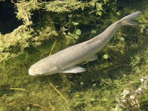 Белый амур под водой