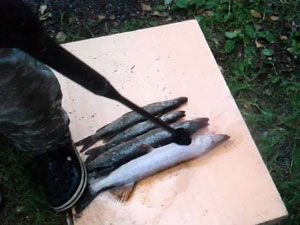 чистка рыбы керхером