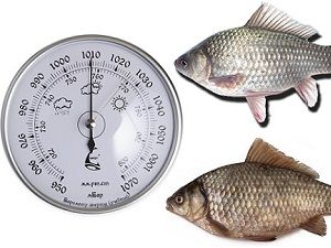 норма атмосферного давления для рыбалки