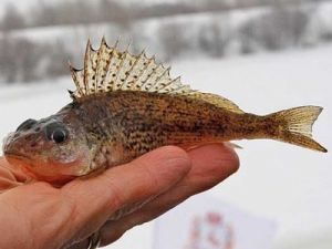 Рыба Сырок Фото И Где Водится