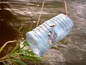 Ведро рыбы - как наловить пластиковой бутылкой за час