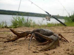 Рак на берегу