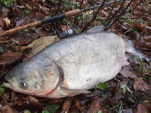 Ловля толстолобика — секреты рыбалки