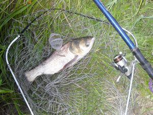 Ловим сазана и толстолобика