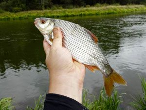 Рыбалка на плотву летом