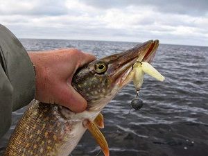 Щука в руке рыболова