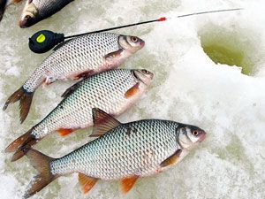 ловля плотвы на мормышку