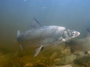 Муксун под водой