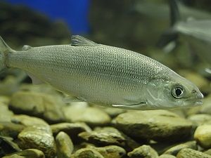 Омуль под водой