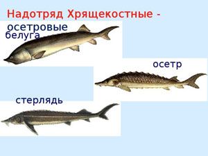 осётр и стерлядь