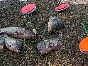 Карпы и кружки