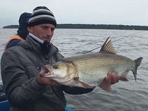 Жерех в руках рыболова