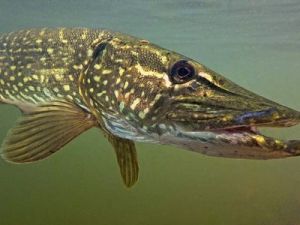 Щука фото рыбы с головой живая