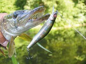 воблер Zipbaits Orbit
