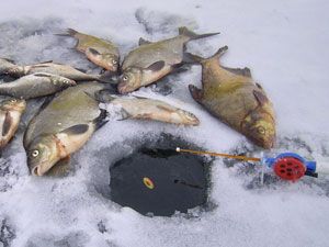 улов на удочку с отводным поводком